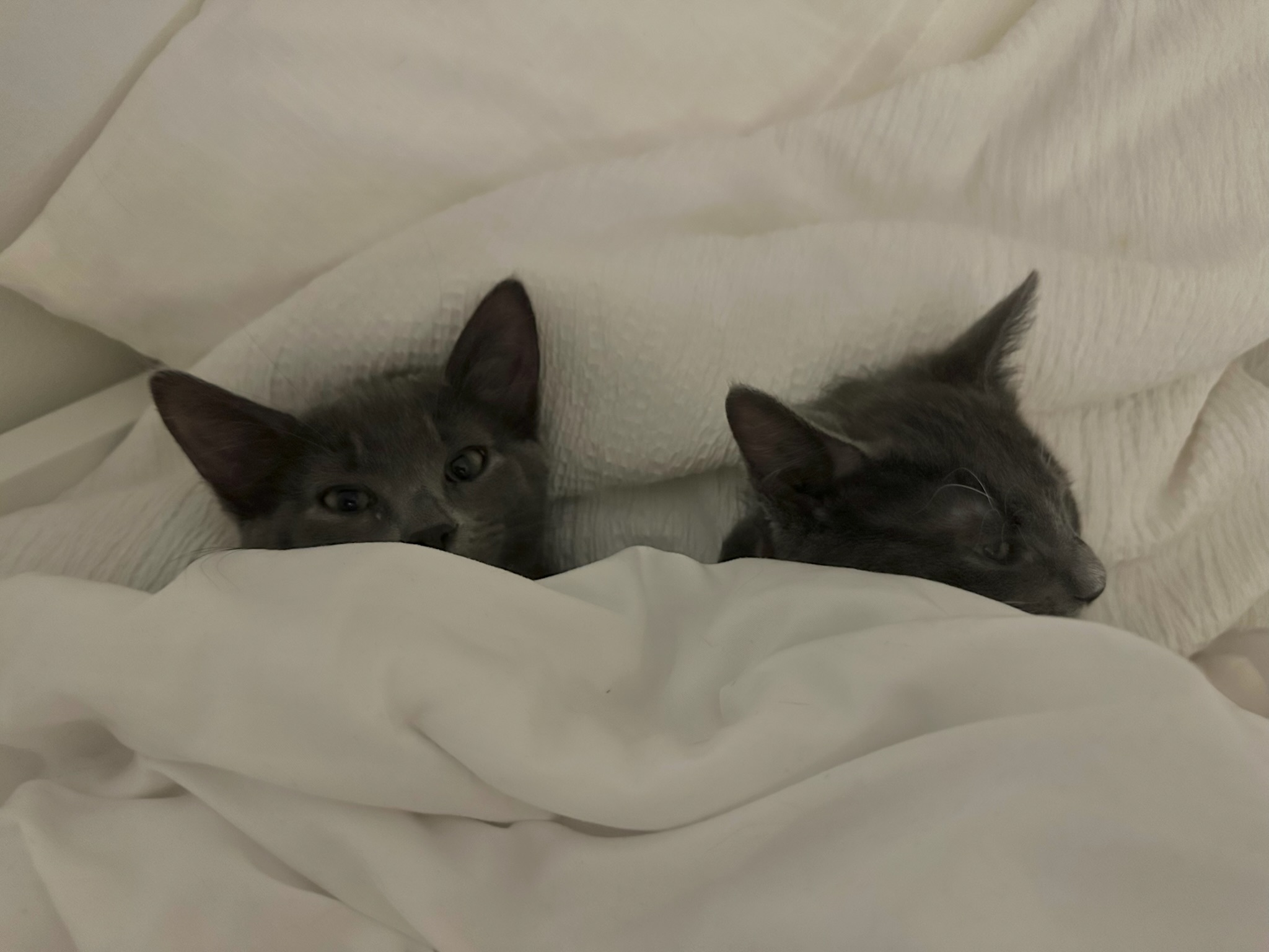 inside the human bed