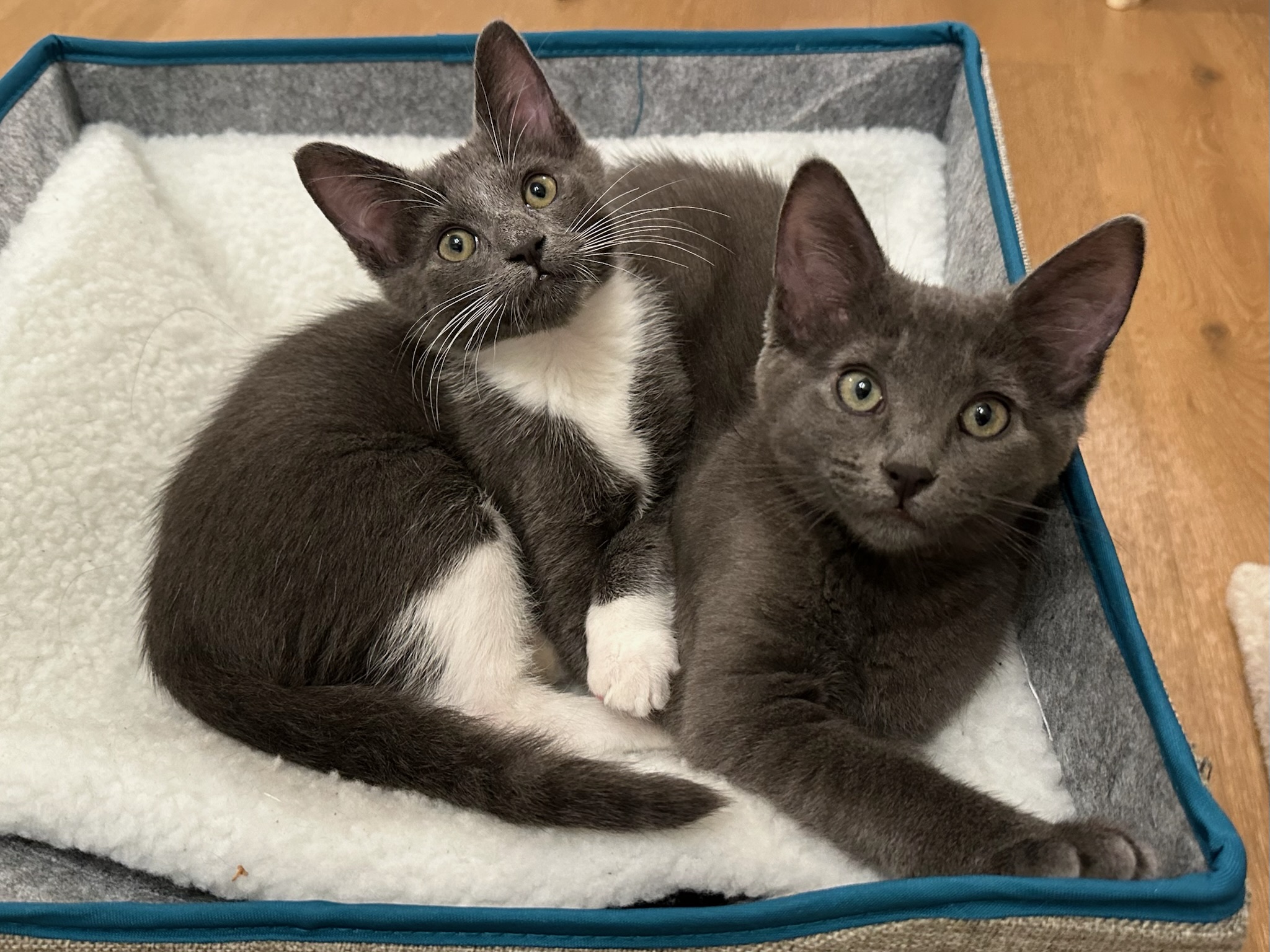 distracted by a dangling toy