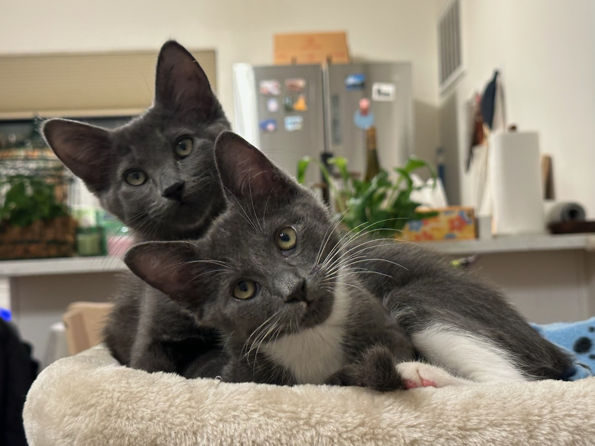 distracted by another dangling toy