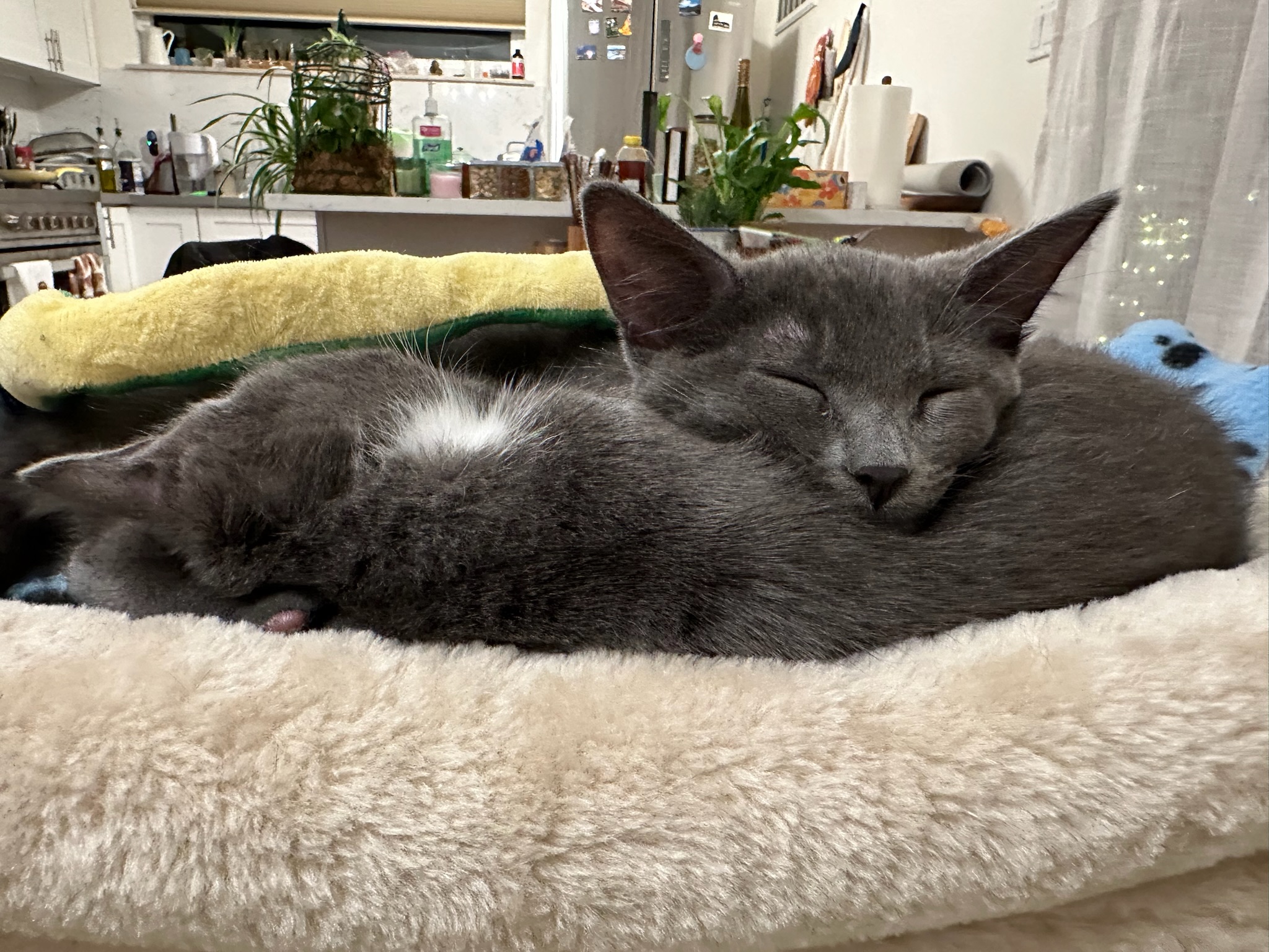 raincloud napping on sox, along with little snake