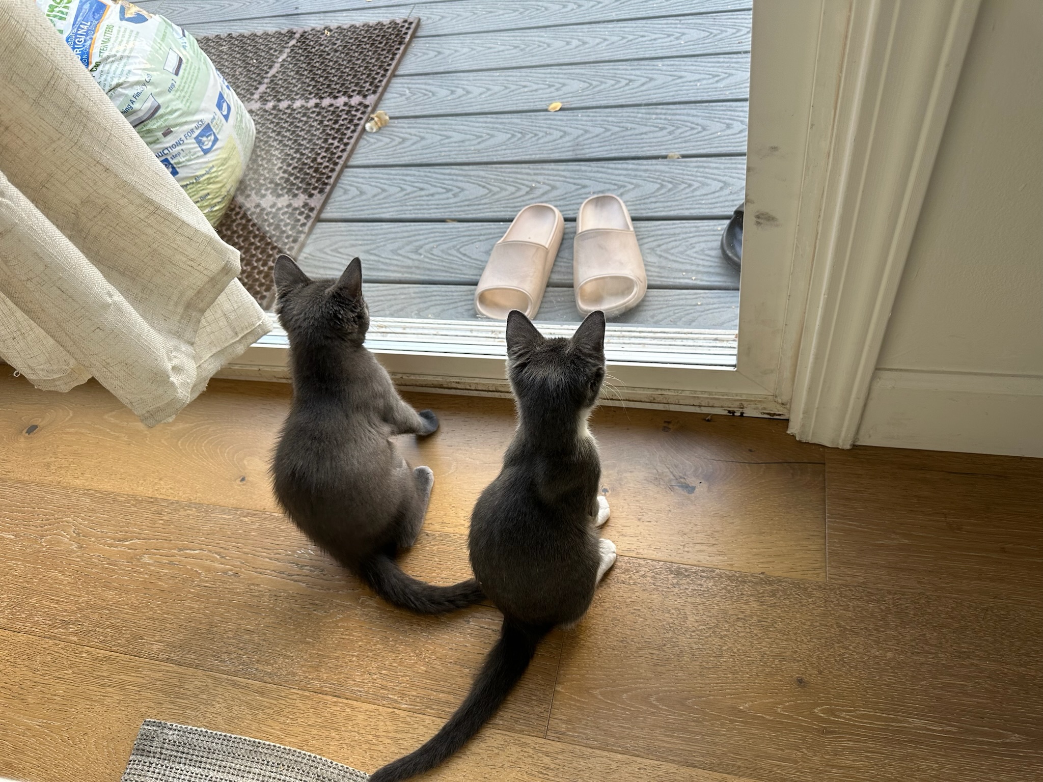 waiting for humans to come home