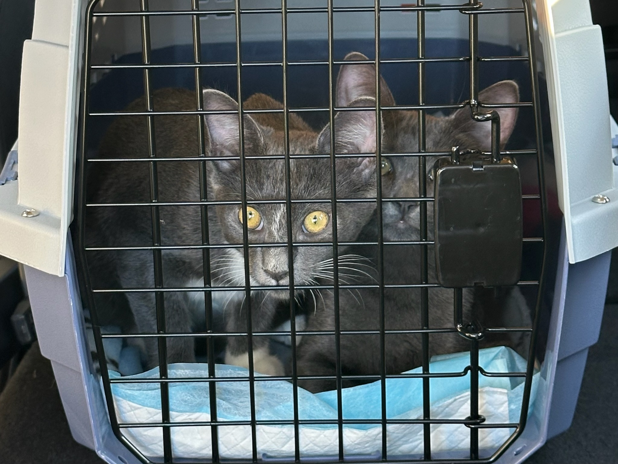 trip to the vet