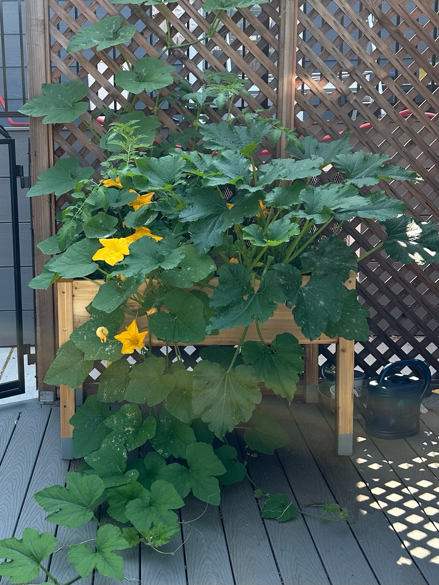 pumpkin vine