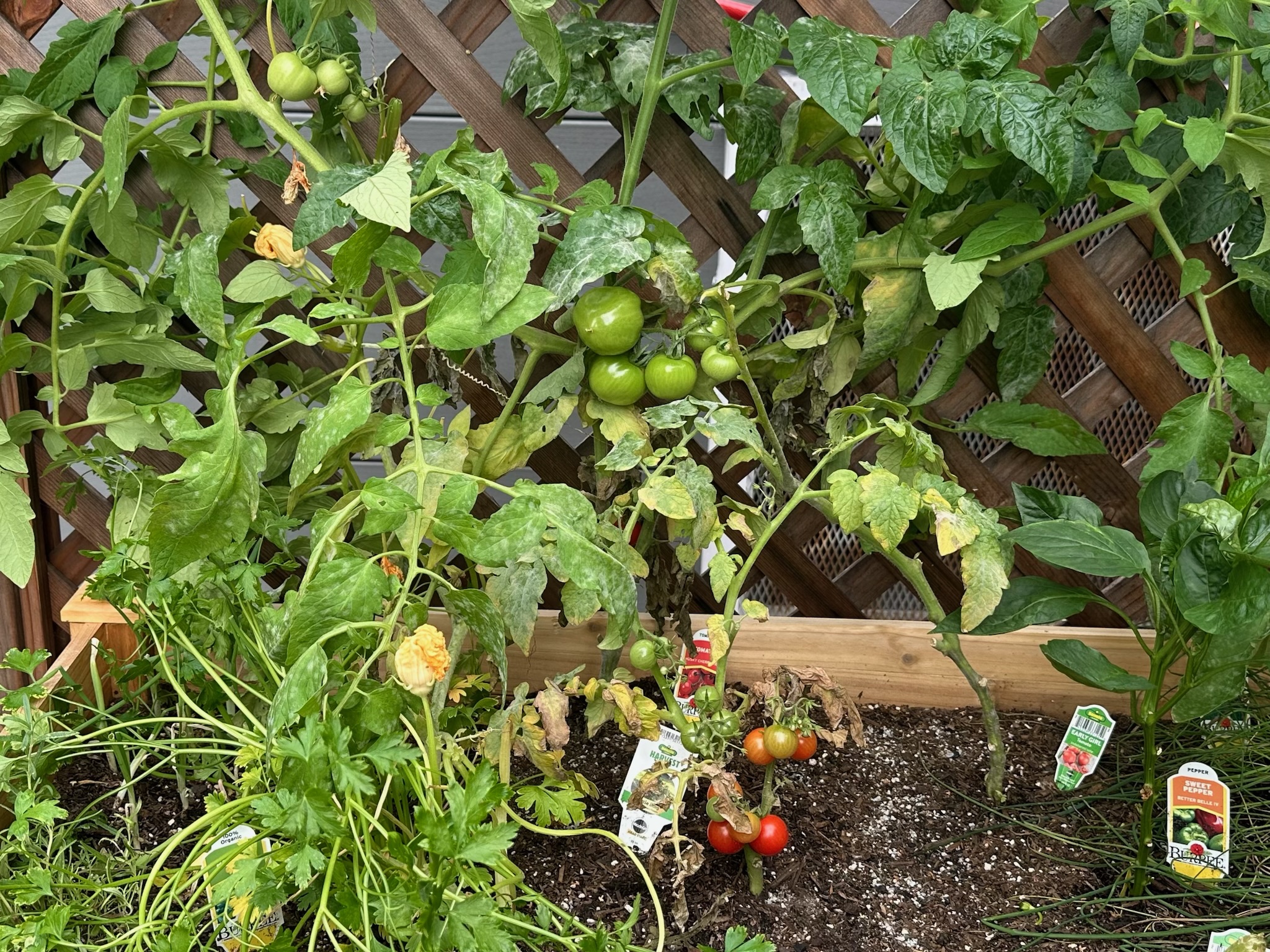 tomato plants and herbs