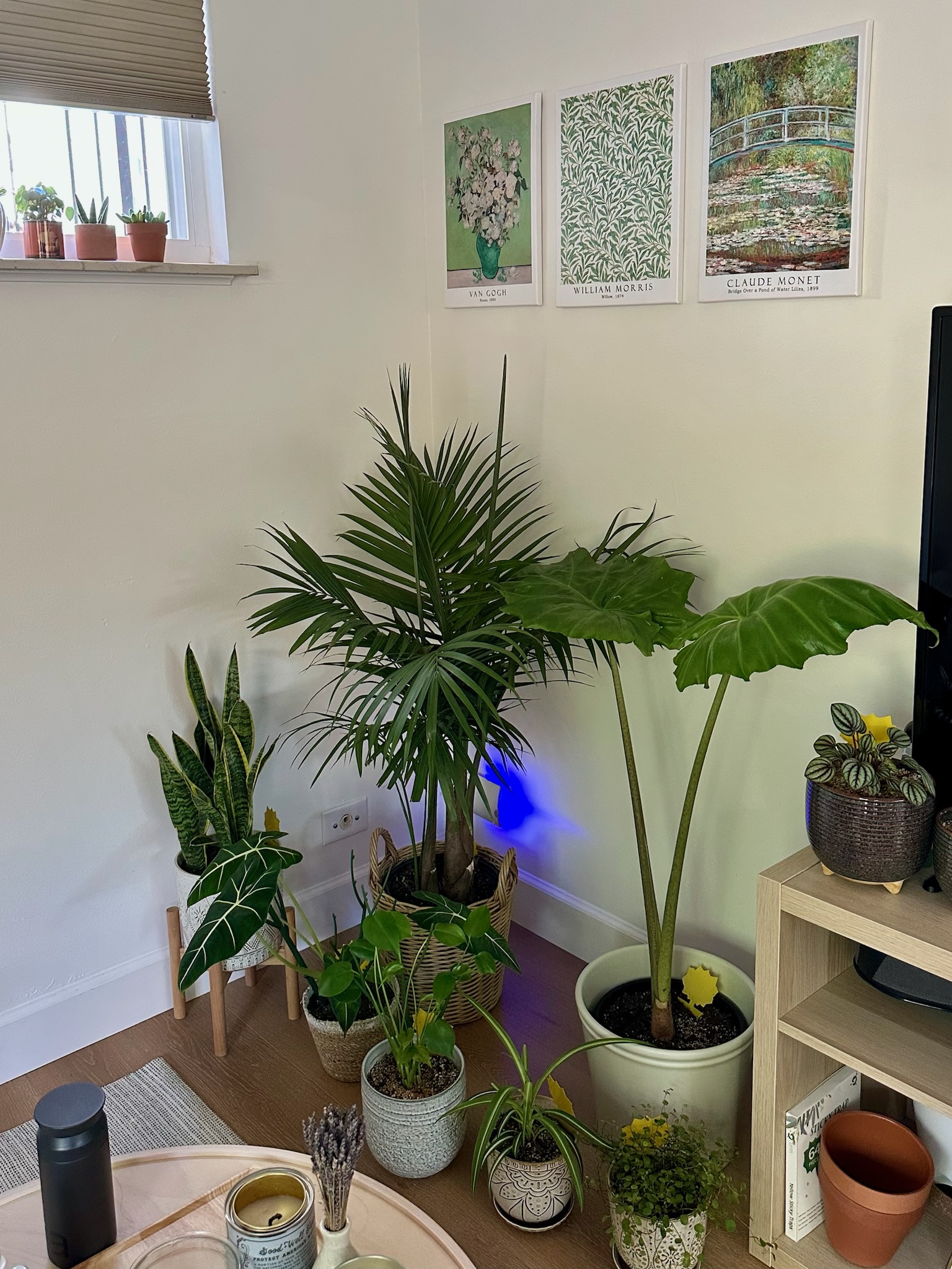 rainforest corner